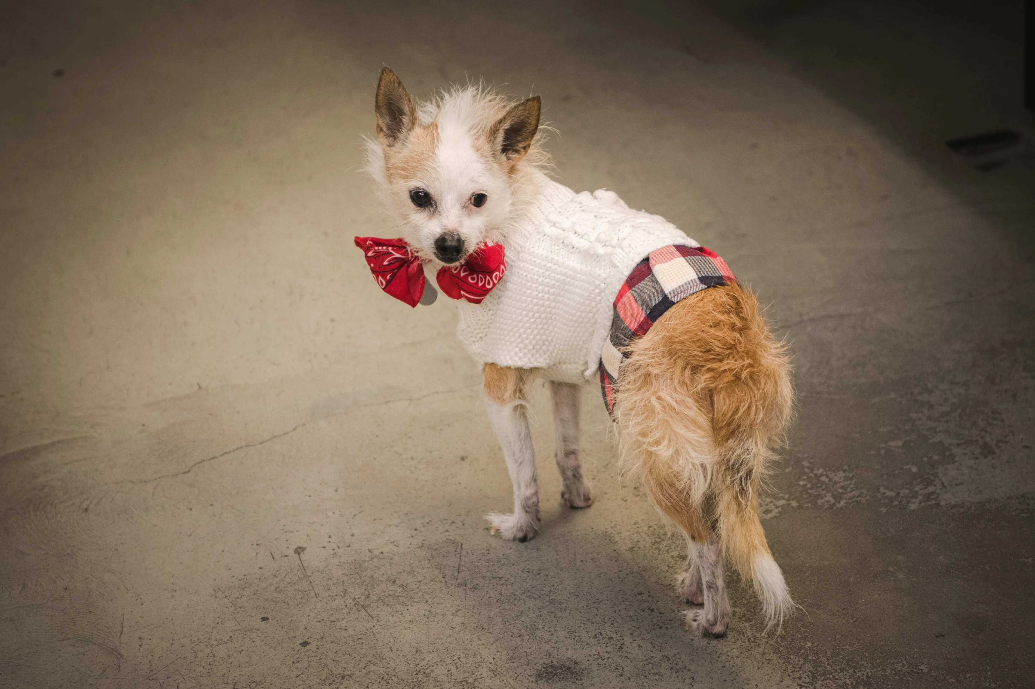Yappy Hour 2025 photo 55