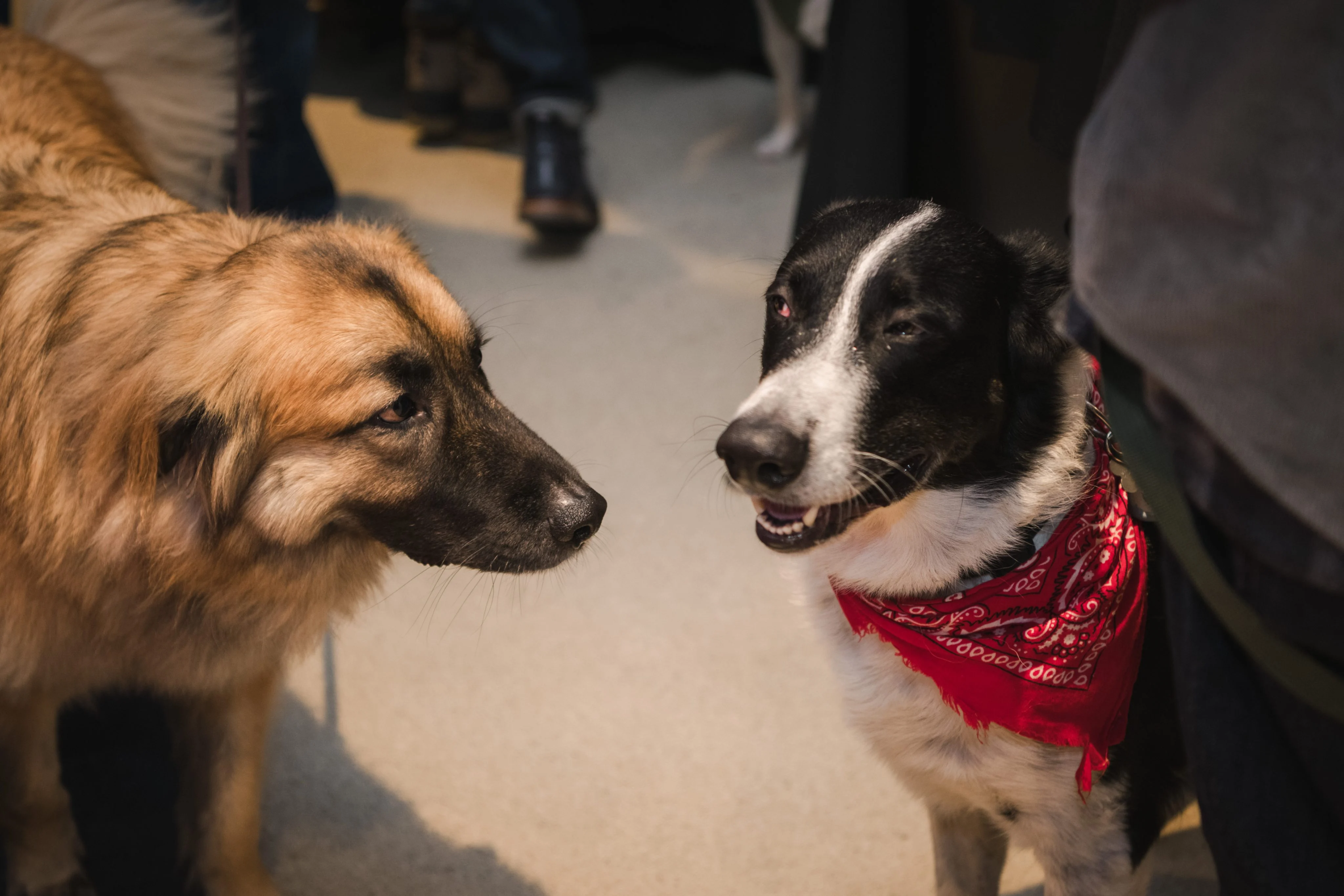 Yappy Hour 2025 photo 47