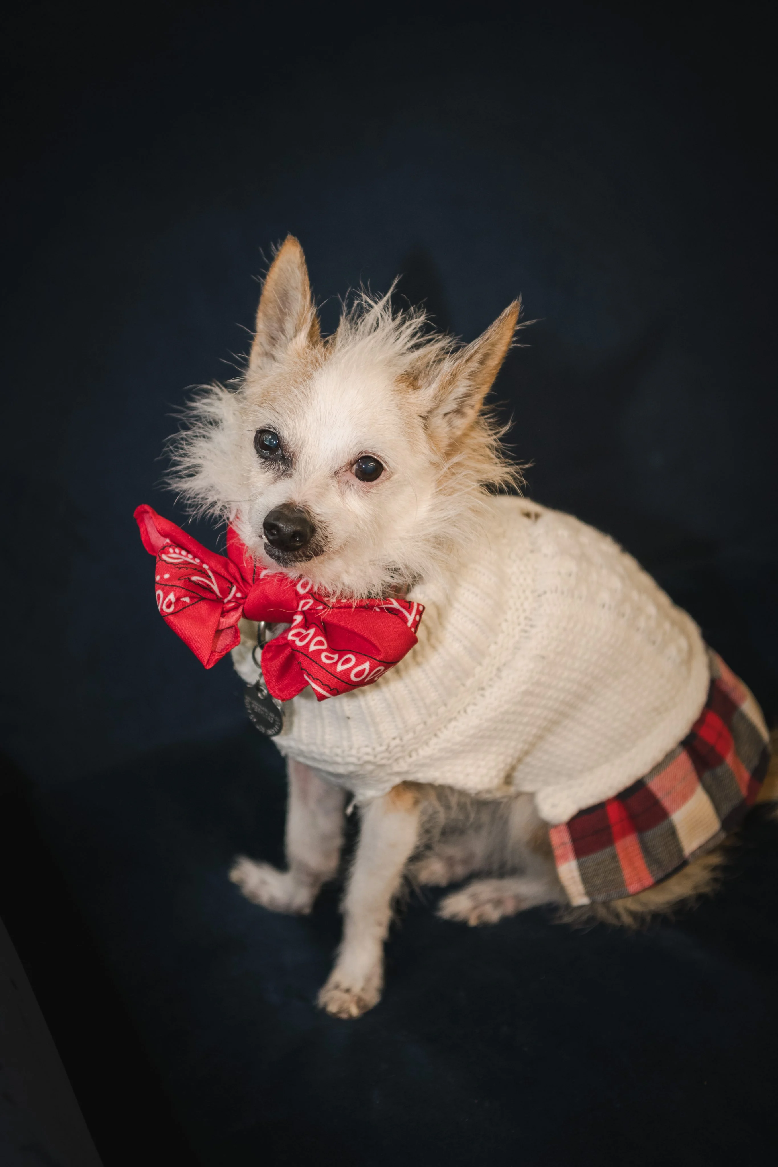 Yappy Hour 2025 photo 8