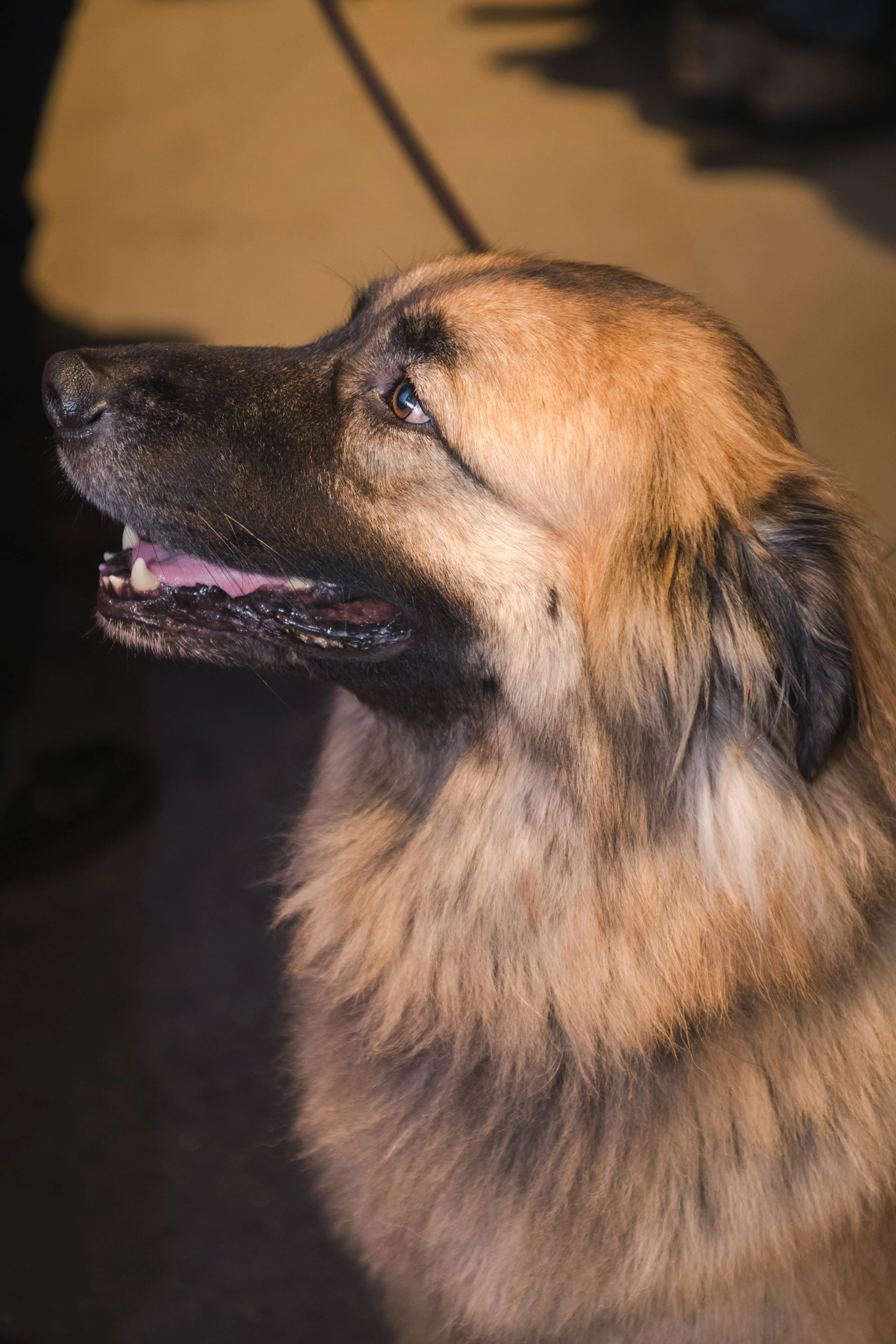 Yappy Hour 2025 photo 45