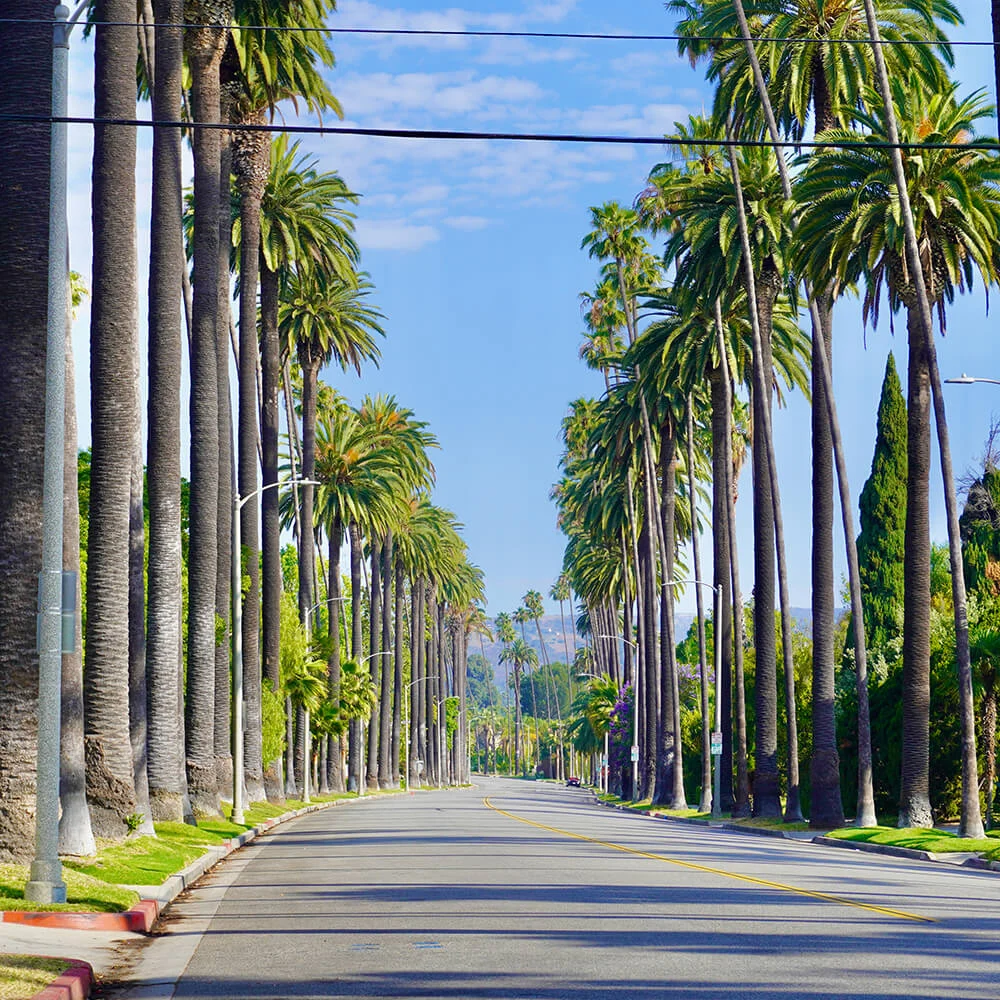 street-with-palm-trees-at-Beverly-Hills